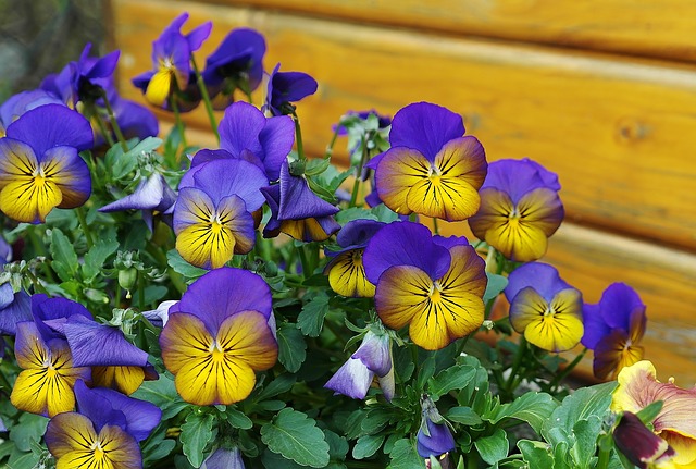 spring-g90894fc28_640
